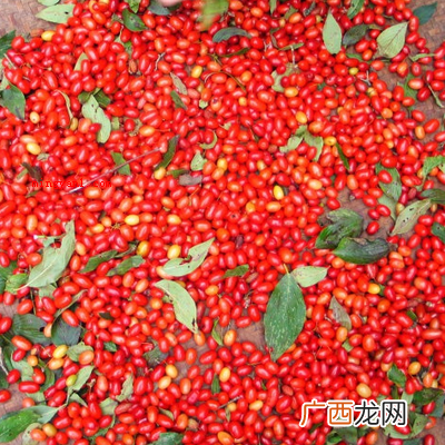 辟邪翁是什么植物?