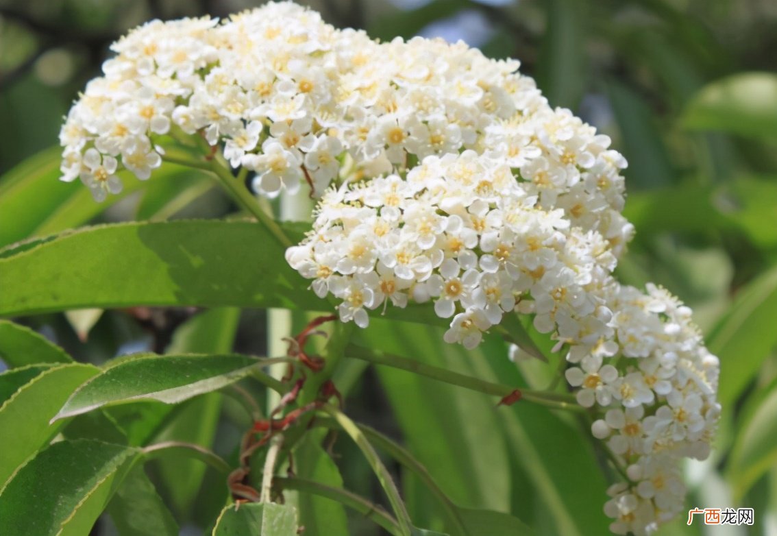 为什么味道难闻还是要种植石楠花 石楠花什么味道