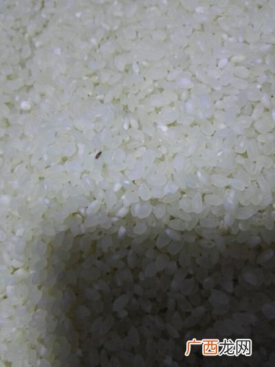大米起了虫子还能吃吗,大米长虫子有气味还能吃吗？