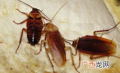 房间很多蟑螂怎么办,房间怎样迅速驱蟑螂？