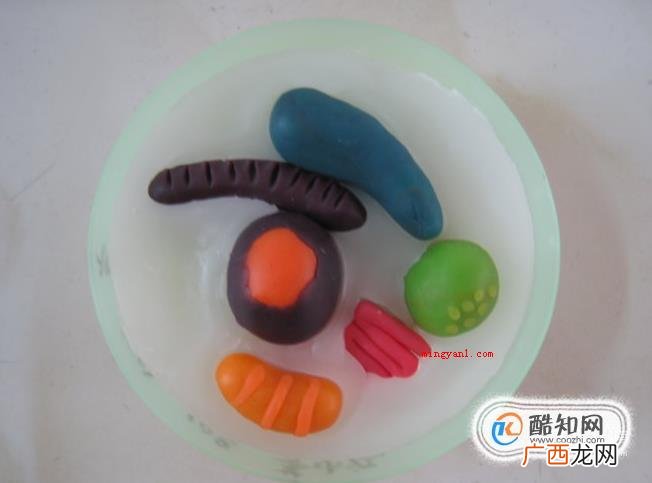 制作细胞模型