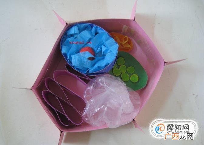 制作细胞模型
