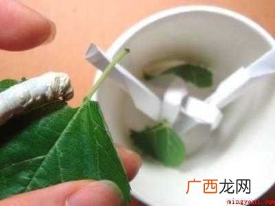 蚕宝宝吐丝怎么搭架子