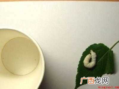 蚕宝宝吐丝怎么搭架子