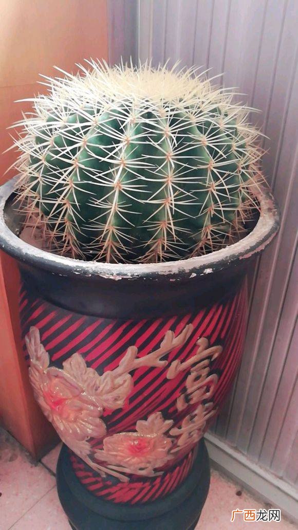 带刺的开花植物的种类及图片 带刺的花有哪些适合家庭养