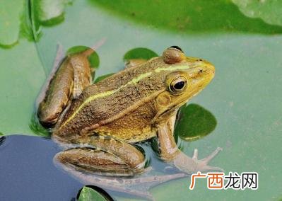 青蛙特点有哪些特点是什么,小青蛙有什么特点？