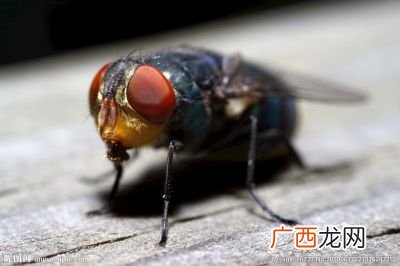 苍蝇的复眼是什么形状,苍蝇的复眼是什么？