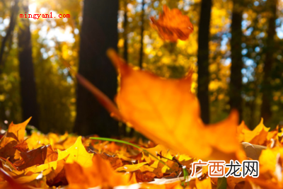 枫叶像什么的比喻句有哪些？