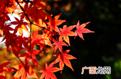 枫叶像什么的比喻句有哪些？
