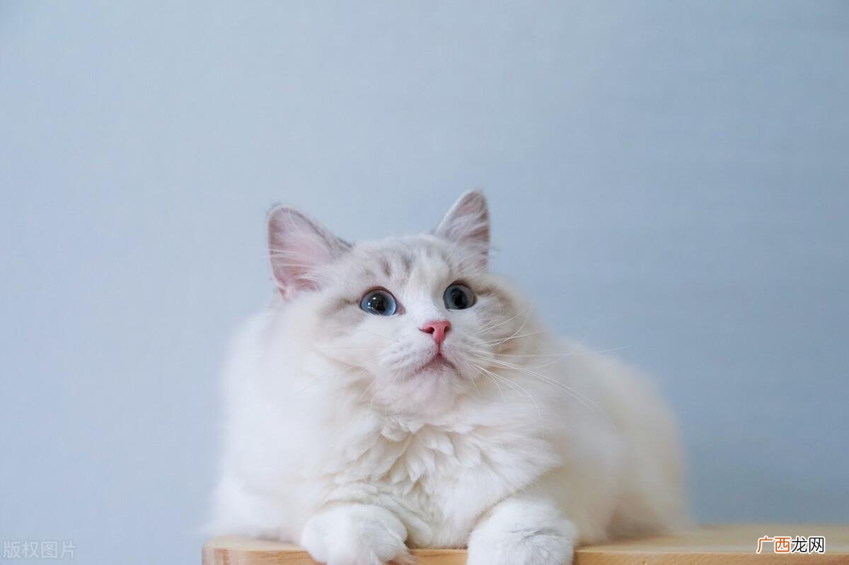6个理由告诉你养猫好还是养狗好 养猫好还是养狗好