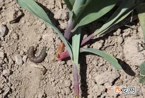 绿色鲜食糯玉米的防虫措施 糯玉米病虫害防治