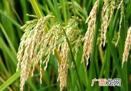 稻子是什么米,请问籼米是早稻还是晚稻？