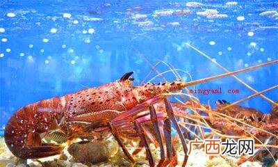 如何洗大龙虾又快又干净