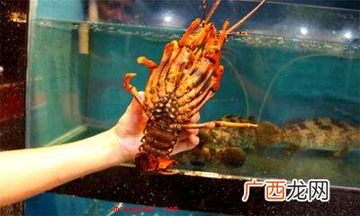 如何洗大龙虾又快又干净