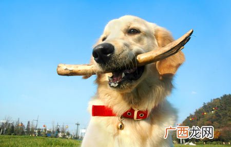 家中养狗对改善风水有关系吗,哪些人可以养狗?