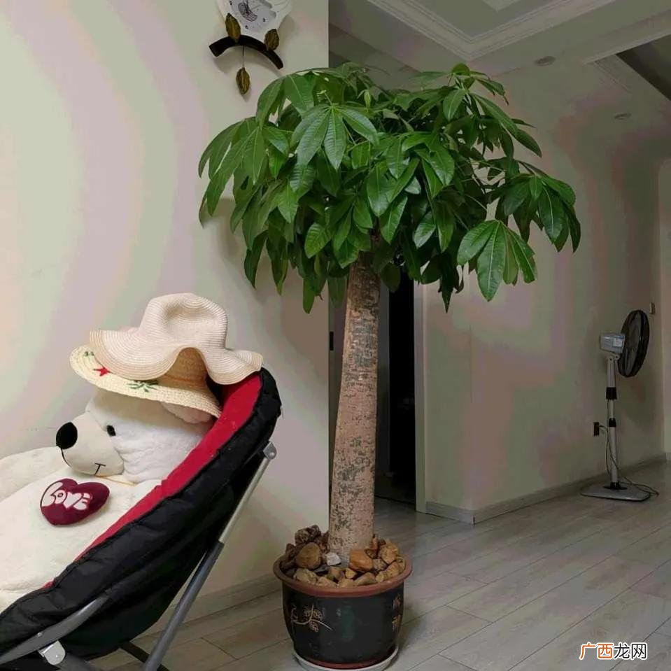 十种适合家庭养的绿植 家里适合养什么植物对家庭比较好