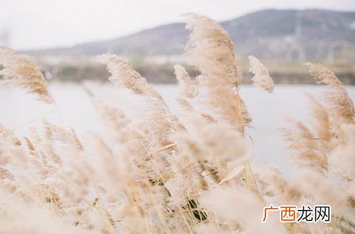 蒹葭是什么意思,蒹葭? 什么意思？
