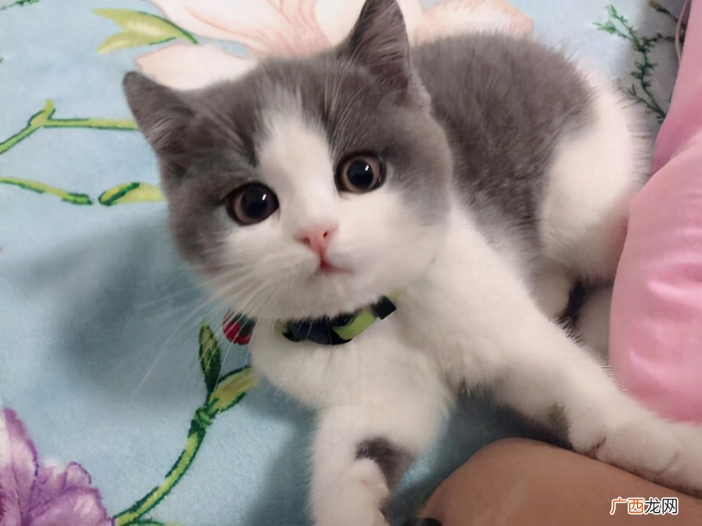 适合新手养的7种猫，好养又不贵 新手养什么猫比较好