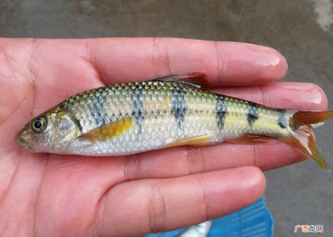 在溪流中才能见到的6种小鱼 淡水河里的小鱼品种