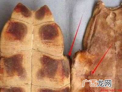 龟壳怎么处理保存