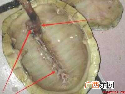 龟壳怎么处理保存
