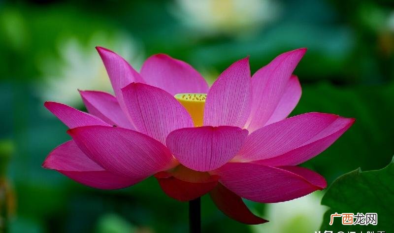 人们对中元节放河灯的看法 中元节放河灯的意义和由来