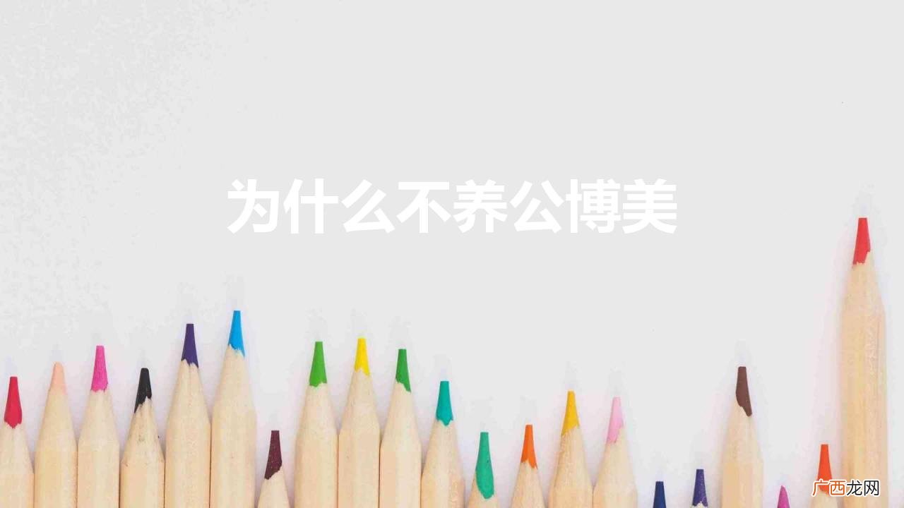 公博美和母博美哪个更好养 为什么不养公博美