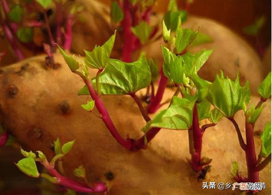 种植红薯高产的技巧有哪些 红薯什么时候种植最好
