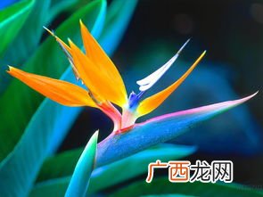 比翼双飞是什么意思,情投意合，比翼双飞是什么意思？