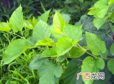 桑叶怎么做好吃,桑叶冬瓜煲汤做法大全？