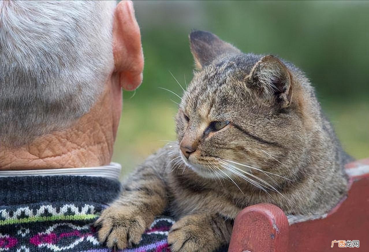 6个信号告诉你猫咪正在变老 猫咪几岁开始衰老