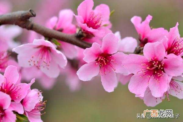 桃之夭夭,灼灼其华什么意思,“桃之夭夭，灼灼其华”是什么意思？表达什么？