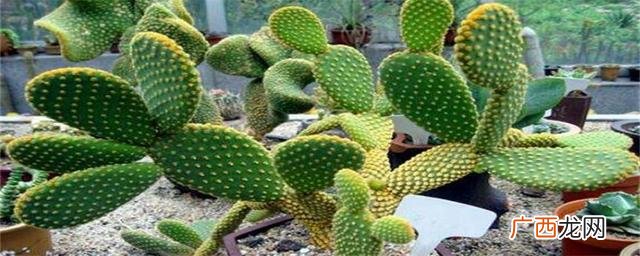 仙人掌被称为沙漠之什么,仙人掌为什么叫英雄花?
