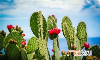 仙人掌被称为沙漠之什么,仙人掌为什么叫英雄花?