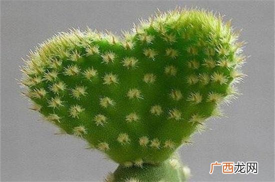 仙人掌被称为沙漠之什么,仙人掌为什么叫英雄花?