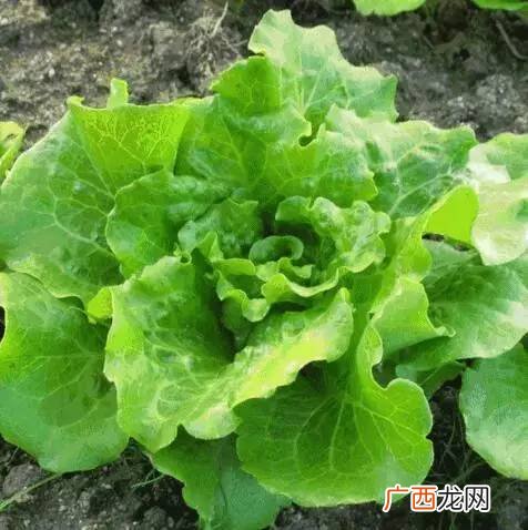 生菜种子需要泡水吗,生菜育苗的正确方法和技巧？