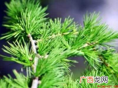 如何自制干松针茶