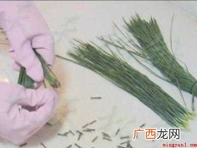 如何自制干松针茶