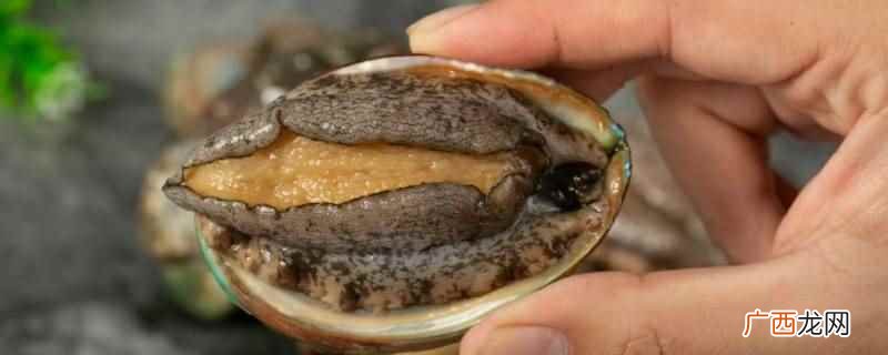 新鲜鲍鱼死了不可以吃 新鲜鲍鱼死了可以吃吗
