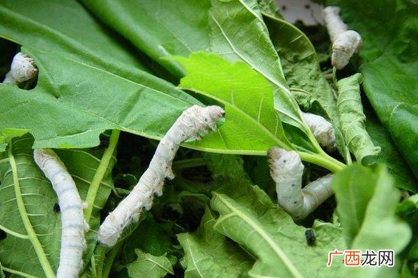 春蚕的象征意义