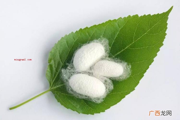 春蚕的象征意义