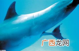 dolphin是什么意思,Tnanks的意思？
