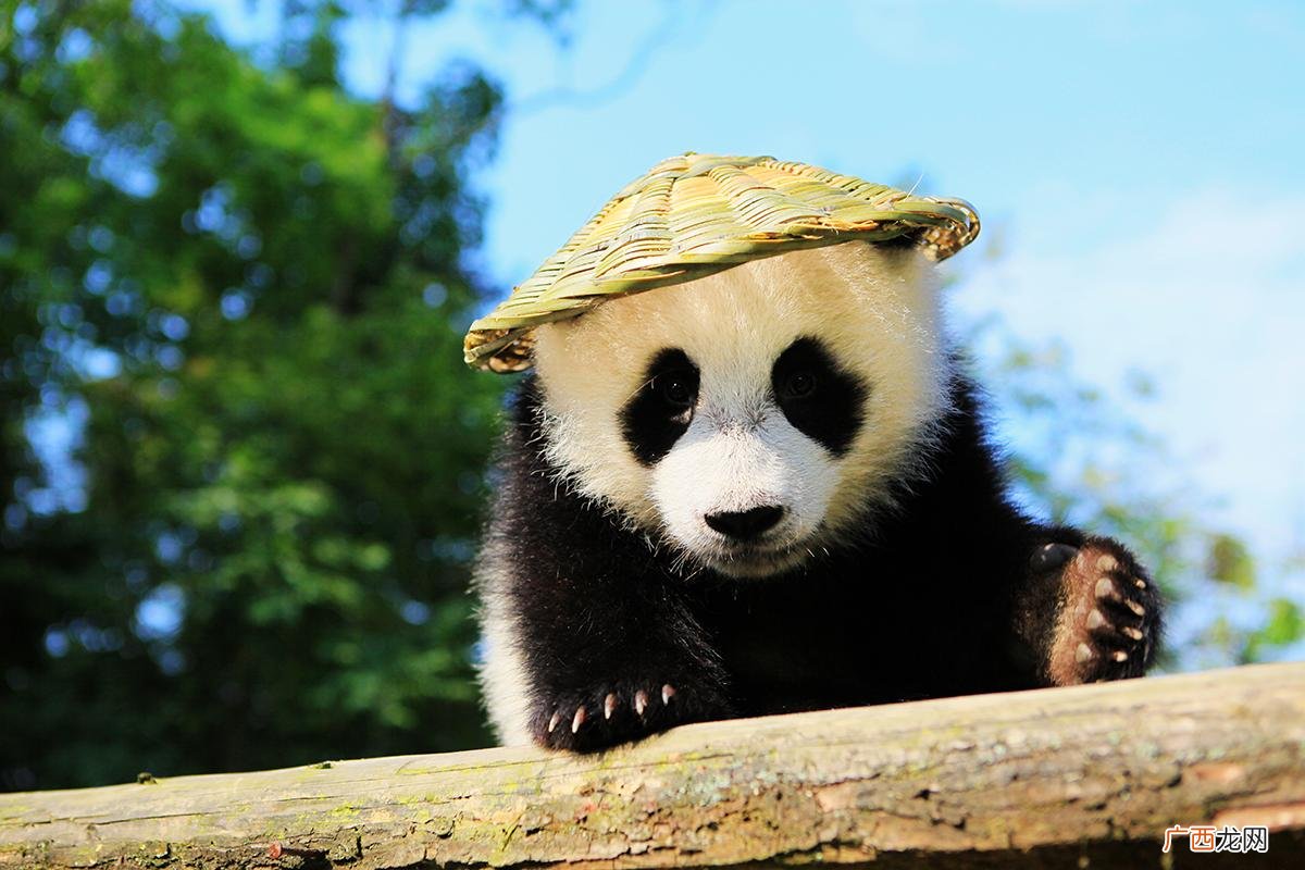 熊猫为什么是中国的国宝 熊猫为什么只有中国有