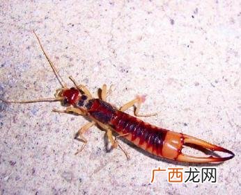 卫生间蠼螋是从哪来的,蠼螋怎么产生的？