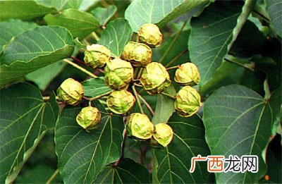 油桐果能吃吗,桐油是什么做的,梧桐子吗？
