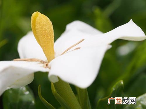 栀子怎么泡水,黄栀子如何熬成水？