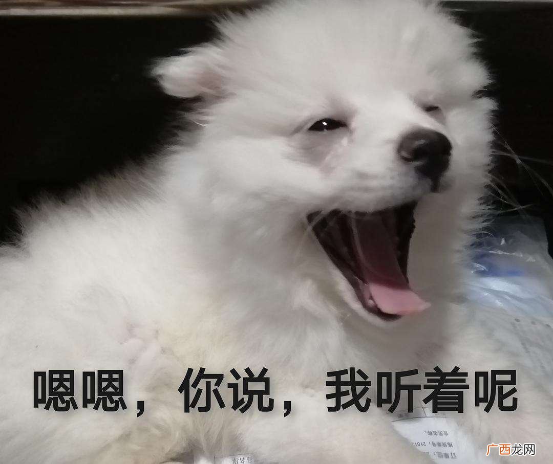 这几种国产猎犬都很厉害 山区打猎最厉害的狗