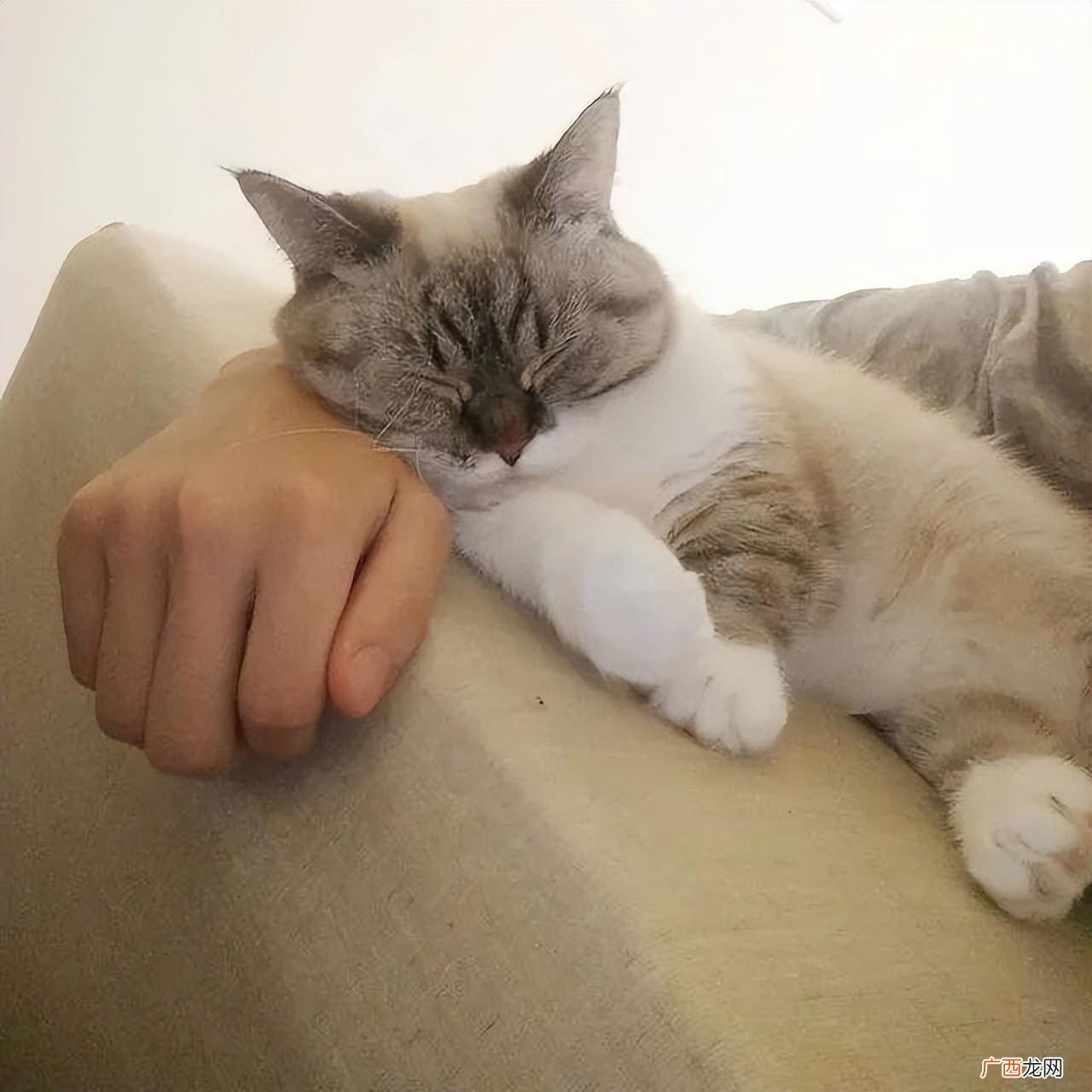 猫有这6个行为，说明已经养熟了 猫咪养熟了的几种表现