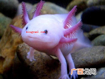 过年的时候吃鱼寓意是什么