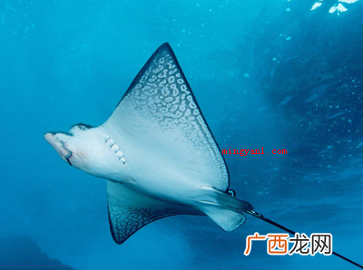 过年的时候吃鱼寓意是什么